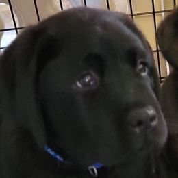 Labrador Retriever Puppies from Howard English Labradors