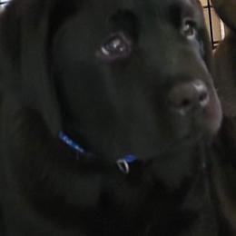 Labrador Retriever Puppies from Howard English Labradors