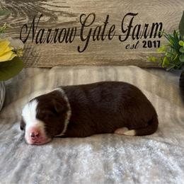 Toby - White and red male Border Collie puppy in Moody, Texas from Narrow Gate Farm