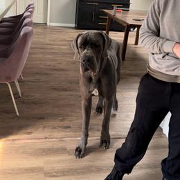 Murphy - Blue male Great Dane puppy in Plano, Texas from Blue Thunder Danes