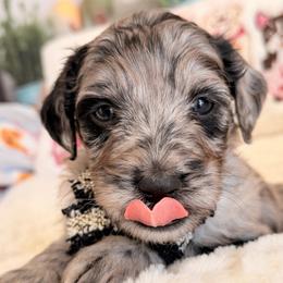 Storm - Blue merle female Aussiedoodle puppy in Dickerson, Maryland from Pawsome Aussie Doodles and Oodles