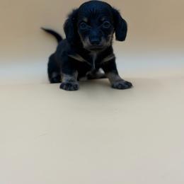The Beast - Black and cream male Dachshund puppy in Porterville, California from Desert Dynasty