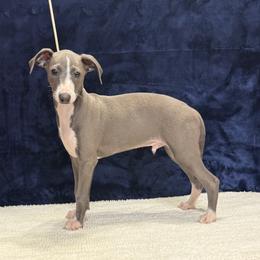 Cambridge - Blue male Italian Greyhound puppy in Vienna, Georgia from Marchwind Farm