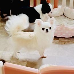 White Pearl - Chihuahua