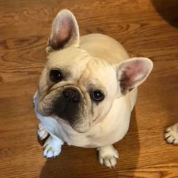 French Bulldogs from Williams Family Frenchie Farm