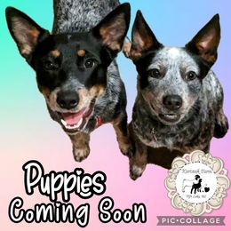 Australian Cattle Dog Puppies from Kurczak Farm LLC