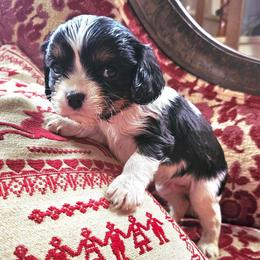 Joey - Tri-color male Cavalier King Charles Spaniel puppy in Watsontown, Pennsylvania from Huntsman Cavaliers