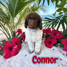 Connor - Parti male Poodle puppy in Port Orange, Florida from Daytona’s Standard Poodles