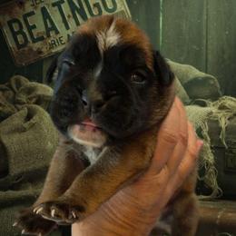 Kruger (boy) - Fawn male Boxer puppy in Red Boiling Springs, Tennessee from Silver Rain