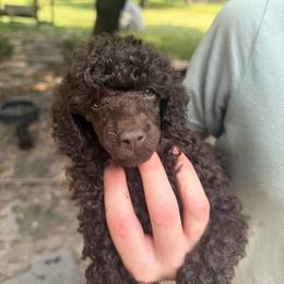 Possible - Brown male Poodle puppy in Florence County, South Carolina from Modern Family Standards