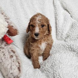 Pink - Apricot female Goldendoodle puppy in Cumming, Georgia from Chattahoochee Kennels