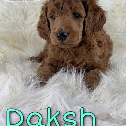 Poodle Puppies from The Olympus Standard Poodle
