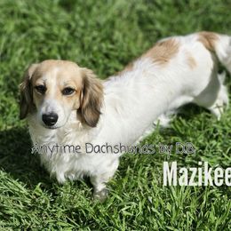 Maze - Dachshund