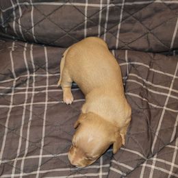 Cream Male - Cream male Dachshund puppy in Suffolk, Virginia from Mini Love Bugs