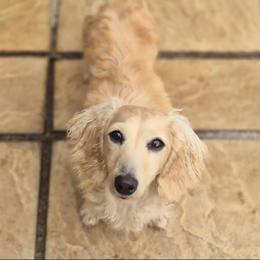 Izzy Bug - Dachshund