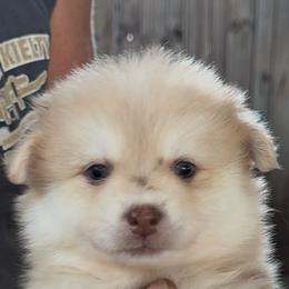 Joey - Merle male Pomsky puppy in Spring Hill, Florida from PDQ Pomskies