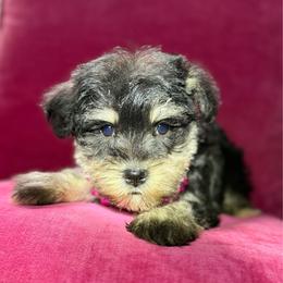 Meadow - Black and silver female Miniature Schnauzer puppy in Taylorsville, North Carolina from Feather & Tail Acres