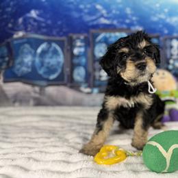 Bernedoodle and Goldendoodle Puppies from Donnas Deluxe Doodles LLC