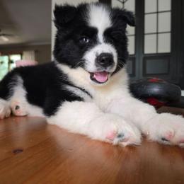 Huron - Black and white male Siberian Husky puppy in Addison, Michigan from Gray Run Siberian Huskies