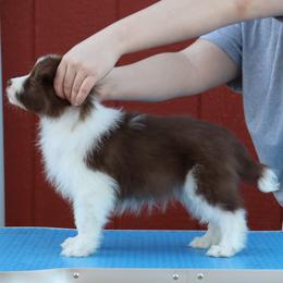 AKC Grand Champion Sired (RF) - Red female Border Collie puppy in Noble, Oklahoma from CheckItOut Border Collies