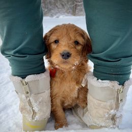 Boy 3- orange - Red  male Goldendoodle puppy in Mattawan, Michigan from Doodifuldoods
