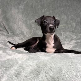 Tux - White and black male Italian Greyhound puppy in Haywood, Kentucky from Kentucky Greyhounds