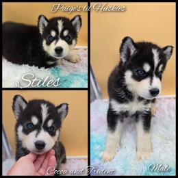 Stiles - Black and white male Siberian Husky puppy in Bloomfield, Indiana from Paiges lil huskies