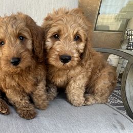 Goldendoodle Puppies from az_doodlesoflove