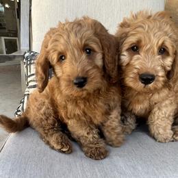 Goldendoodle Puppies from az_doodlesoflove