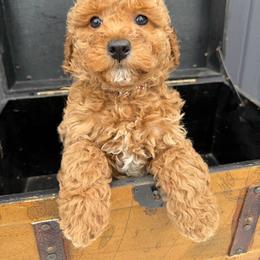 Brownie - Apricot male Goldendoodle puppy in Rush, New York from Care Bear Puppies