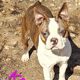 Boston Terrier puppies from Tellier's AKC Boston Terriers Missouri