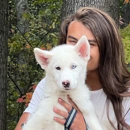 Boy White - White Siberian Husky puppy in Columbus, Ohio from Jamuison’s Siberian Huskies