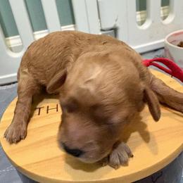 Red (AKC) - Apricot male Poodle puppy in Tupelo, Mississippi from Ruby D. Farms