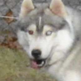 Siberian Husky All Grown Up from Shawna Wells