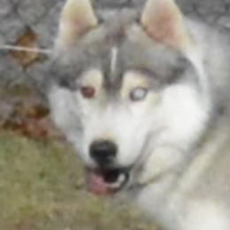 Siberian Husky All Grown Up from Shawna Wells