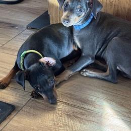 Miniature Pinscher Puppies from DeLeeuw Family Miniature Pinschers