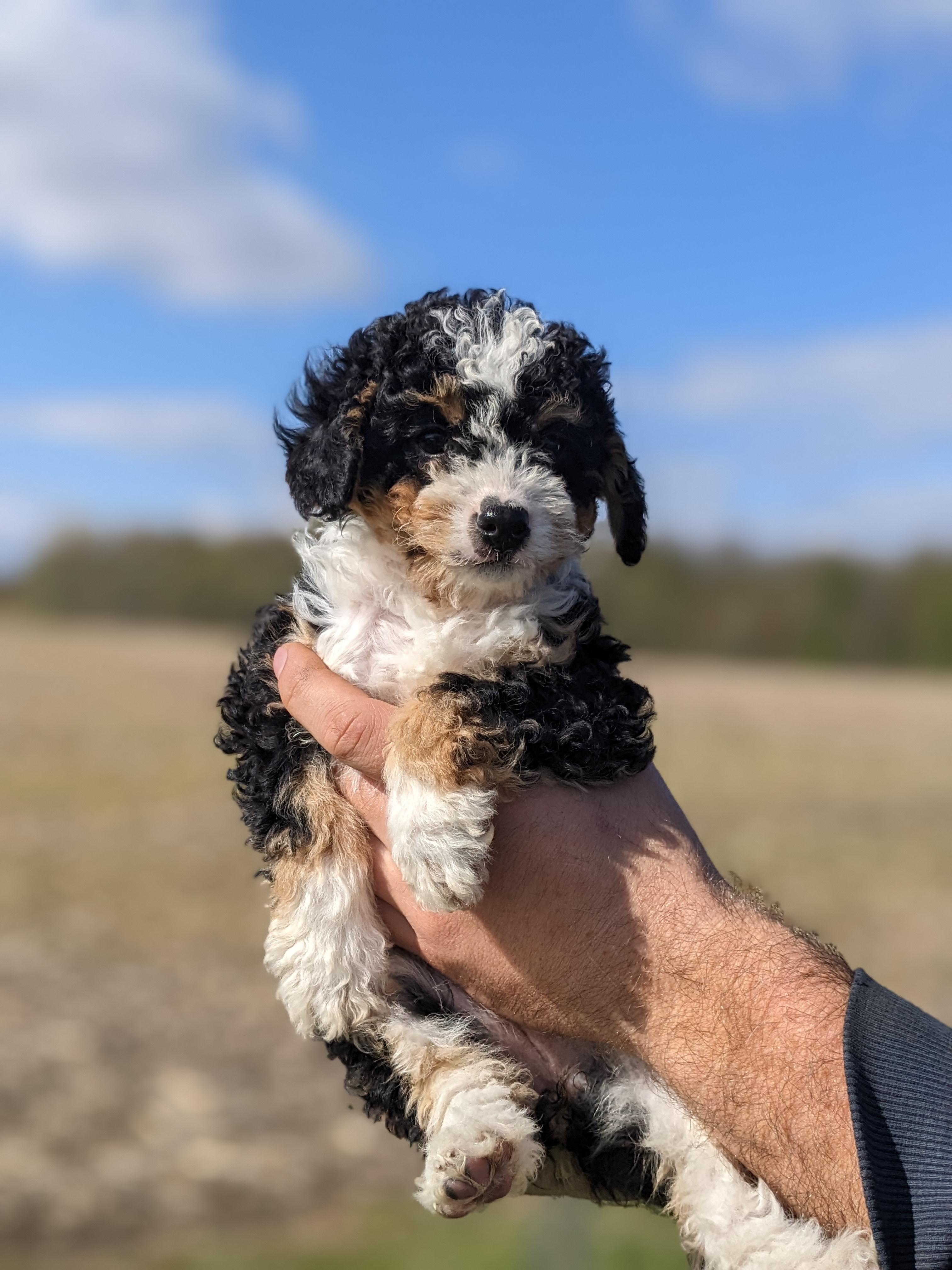 Danae's Bernedoodles in Indiana Bernedoodle puppies Good Dog