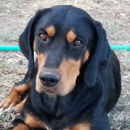 Isti - Black and tan Transylvanian Hound puppy in Rough And Ready, California from Royal Transylvanian Hounds