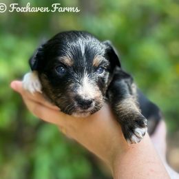 Australian Shepherd Puppies from Foxhaven Farm’s Aussies