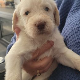 Labradoodle Puppies from Allandale Acres