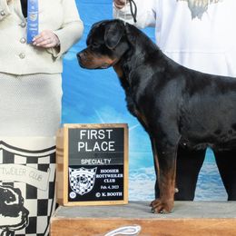 Rottweilers from LMR Kennel