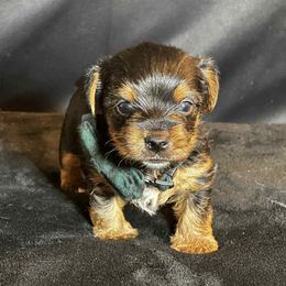Onyx - Black and tan male Yorkshire Terrier puppy in Denver, Colorado from Melrey's paws