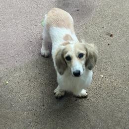Judd - Dachshund