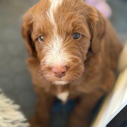 Reign - Red  male Goldendoodle puppy in Waterford, California from Alvdoodles