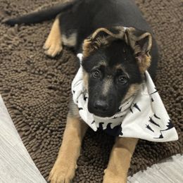 German Shepherd Puppies from Pridelands