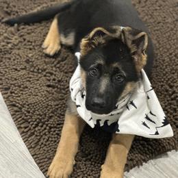 German Shepherd Puppies from Pridelands