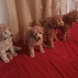 Poodle puppies from Majestic Embrace Poodles