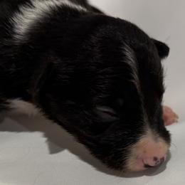 Cara - Black and white female Border Collie puppy in Paris, Texas from Broadmoor Farm