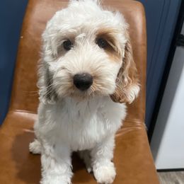 Bugatti - Chalk male Australian Labradoodle puppy in Orange, California from Little Kingdom Doodles