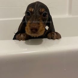 Dachshund Puppies from Little Legs Miniature Dachshunds